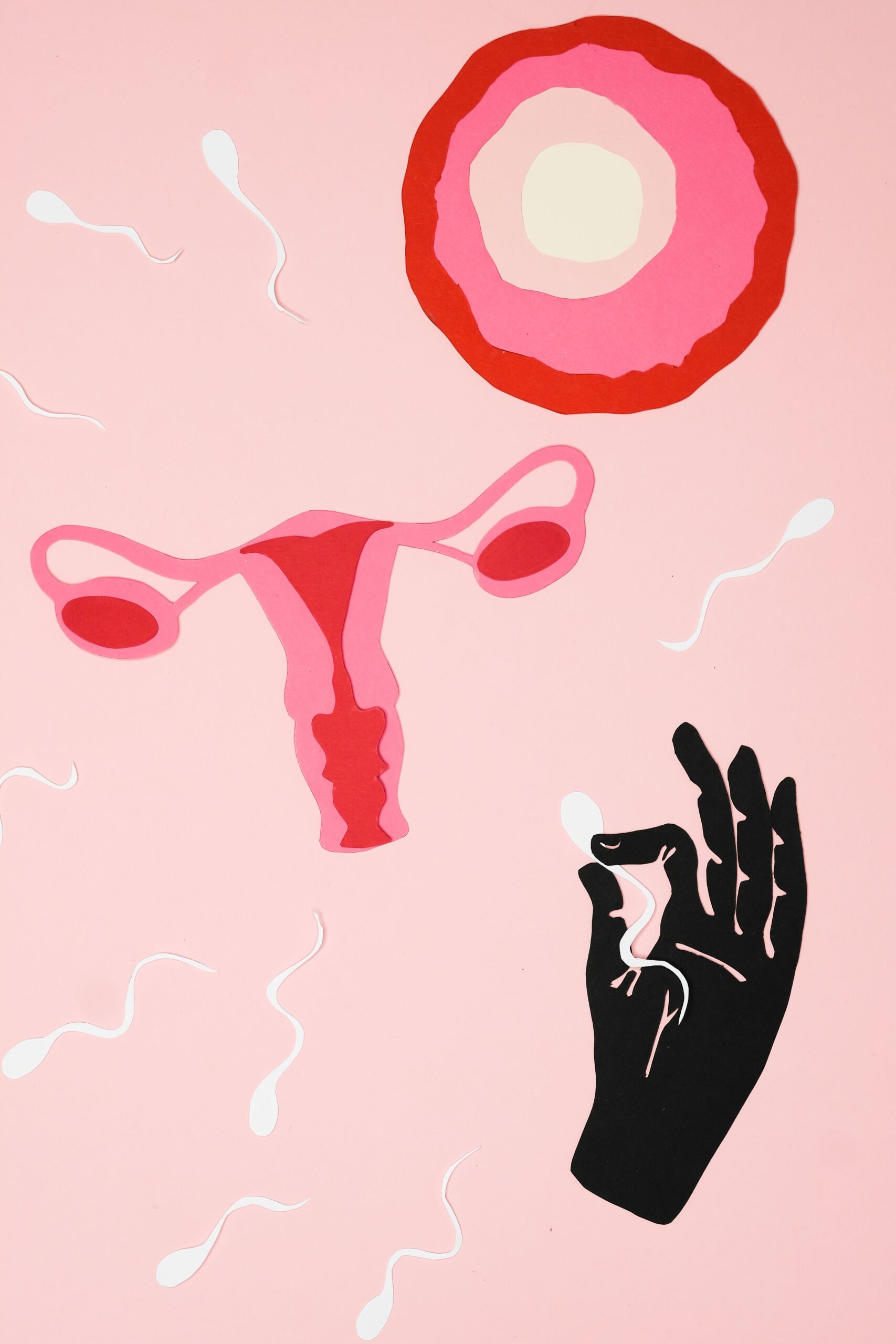 sperm sayısı ve kalitesi nasıl artar hücresel döllenme süreci
